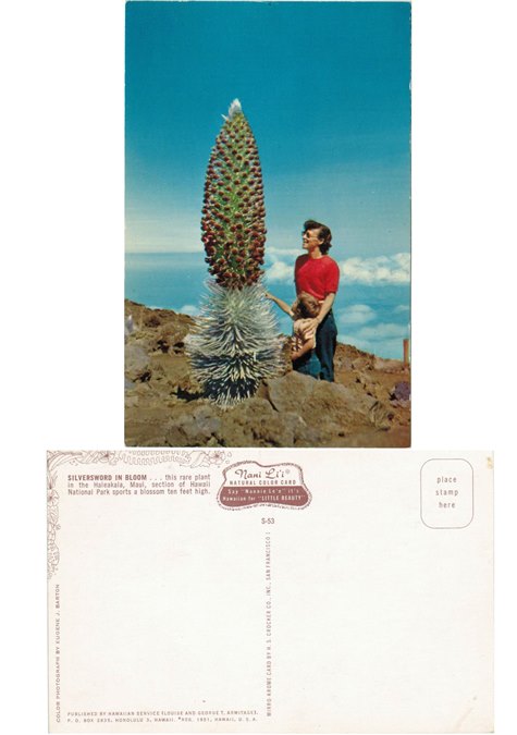 Postcard - Silversword in Bloom - Halekala, Maui