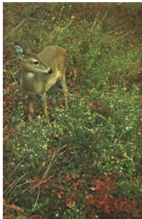 Postcard - White Tailed Deer - Shenandoah National Park