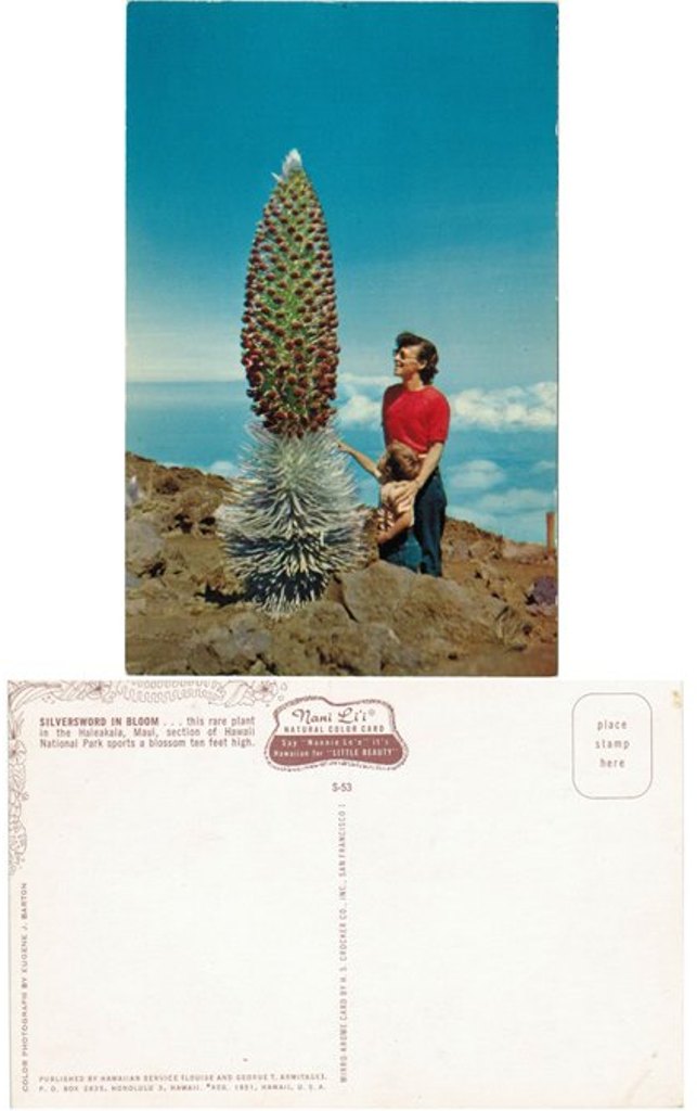 Postcard - Silversword in Bloom - Halekala, Maui
