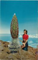 Postcard - Silversword in Bloom - Halekala, Maui