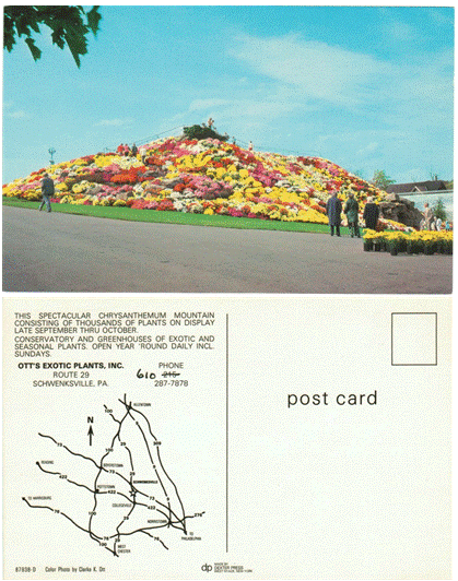 Postcard - Chrysanthemum Mountain Schwenksville, PA