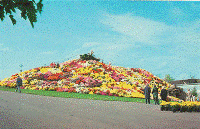 Postcard - Chrysanthemum Mountain Schwenksville, PA