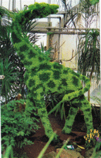 Postcard - Giraffe Topiary Schwenksville, PA