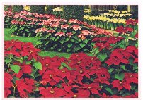 Postcard - Christmas at Longwood Gardens Kennett Square, PA